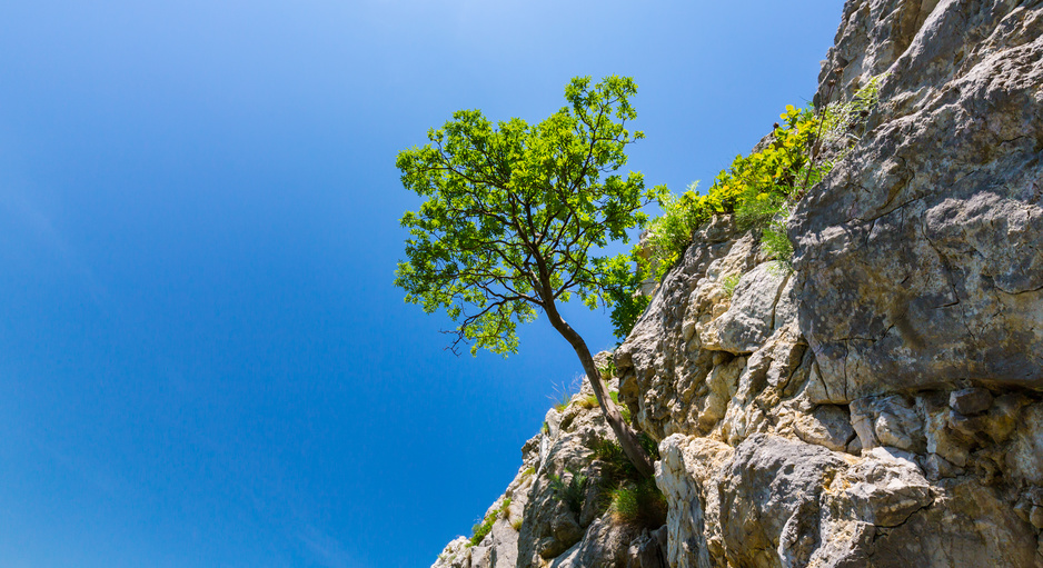 tree hanging off a rock
