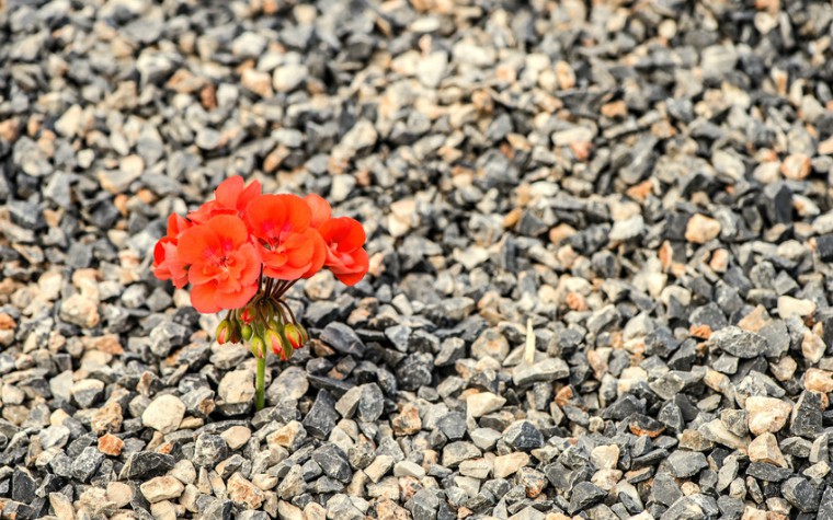 Flower growing in stones (resilience)