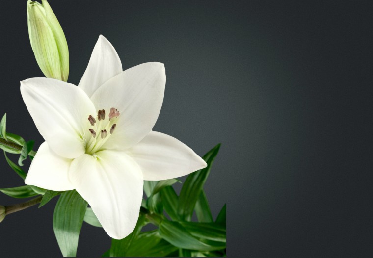 Lily signifying bereavement
